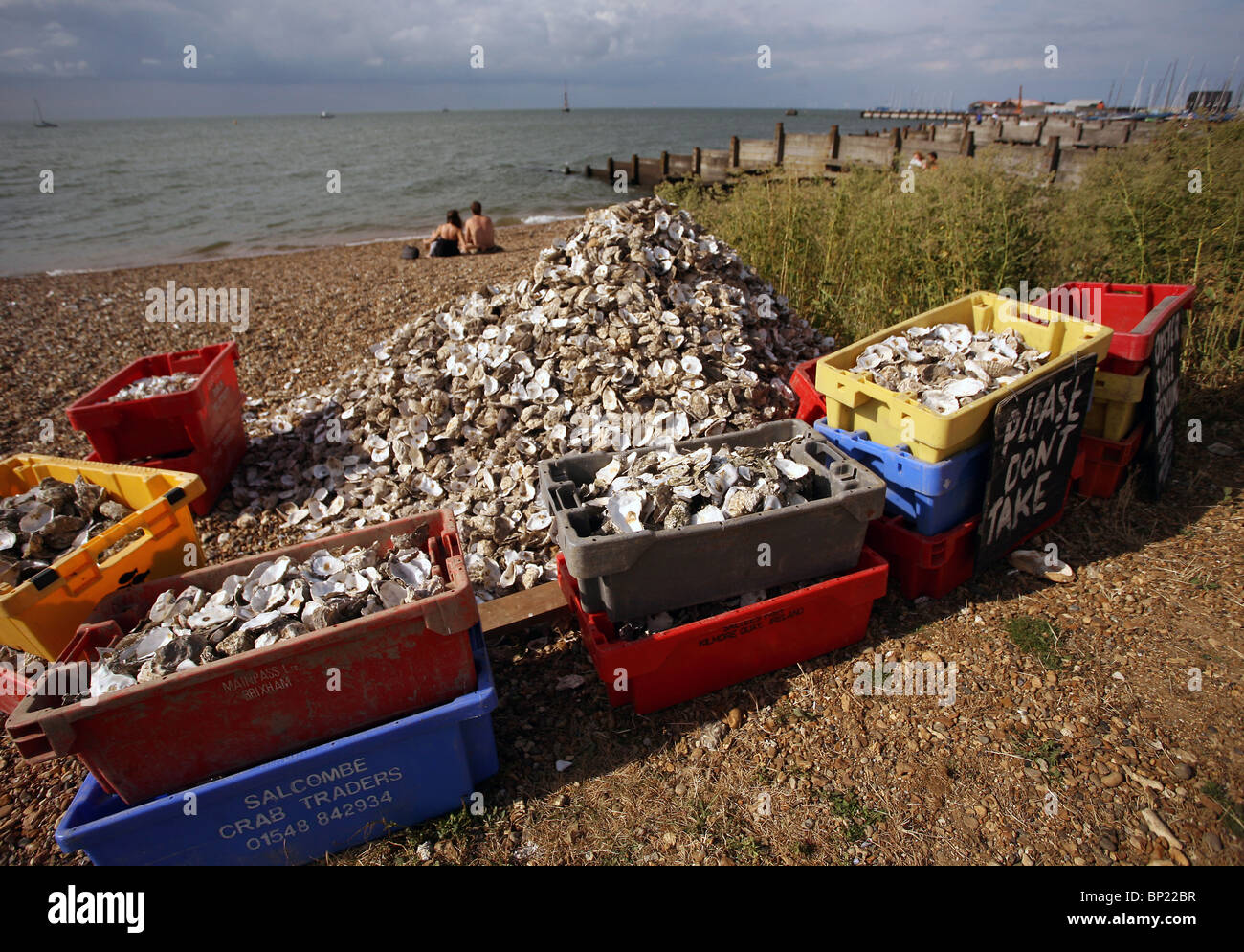 Austernschalen sitzen warten am Strand in Whistable, Kent recycelt werden Stockfoto