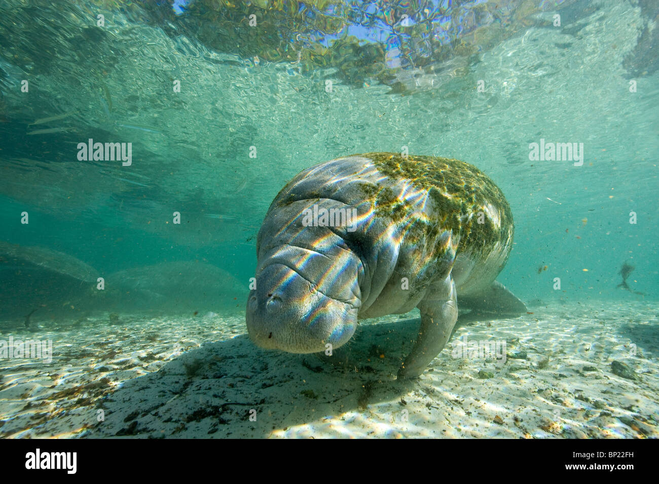 Manati, Trichechus Manatus Latriostris, Crystal River, Florida, USA Stockfoto