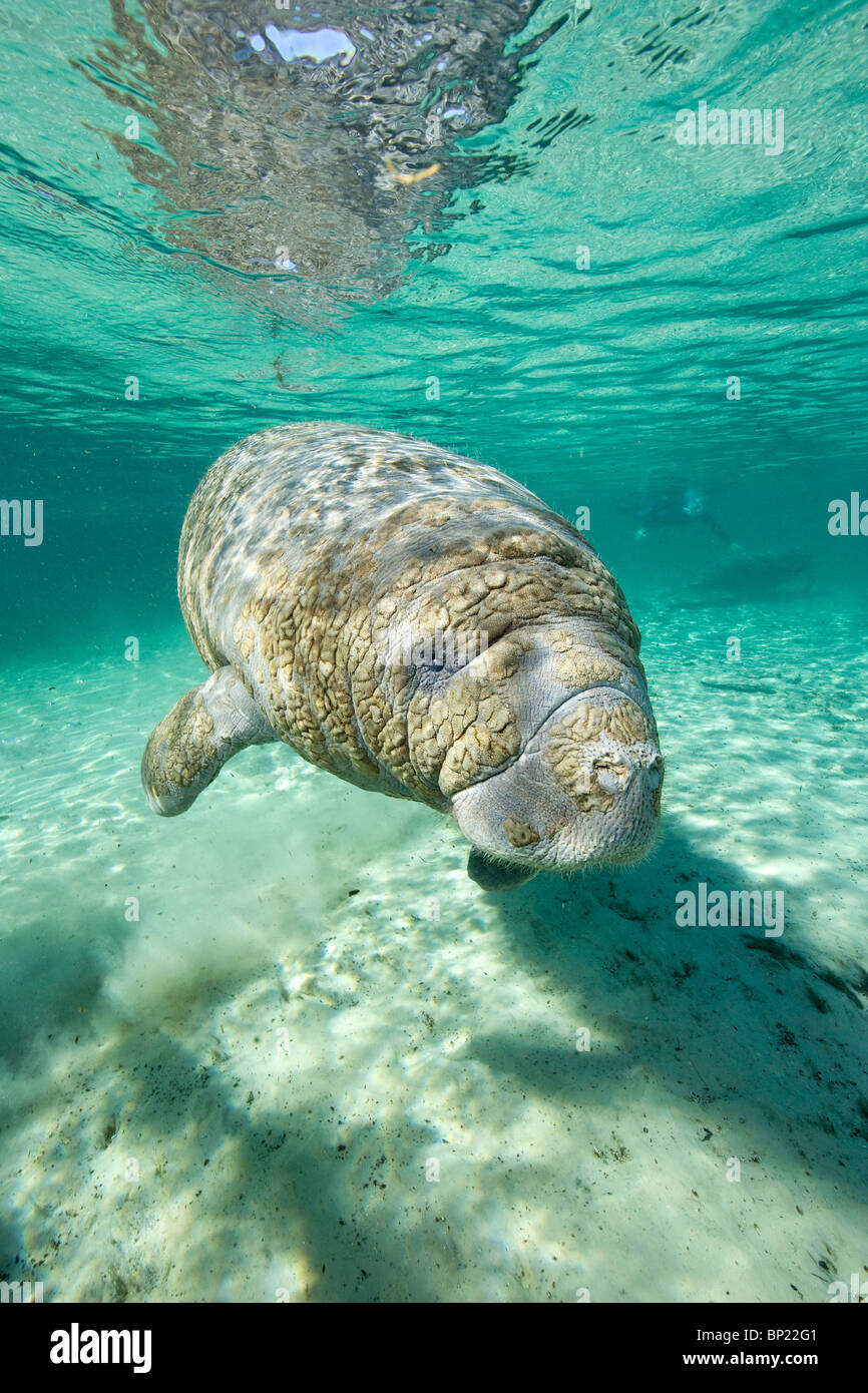 Manati, Trichechus Manatus Latriostris, Crystal River, Florida, USA Stockfoto