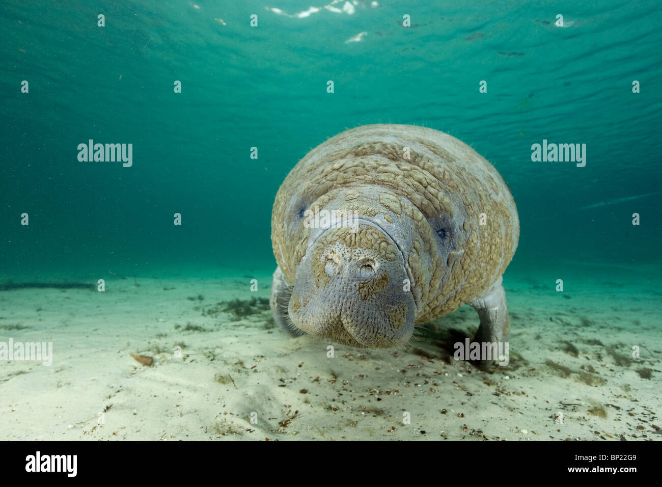 Florida-Manati, Trichechus Manatus Latriostris, Crystal River, Florida, USA Stockfoto