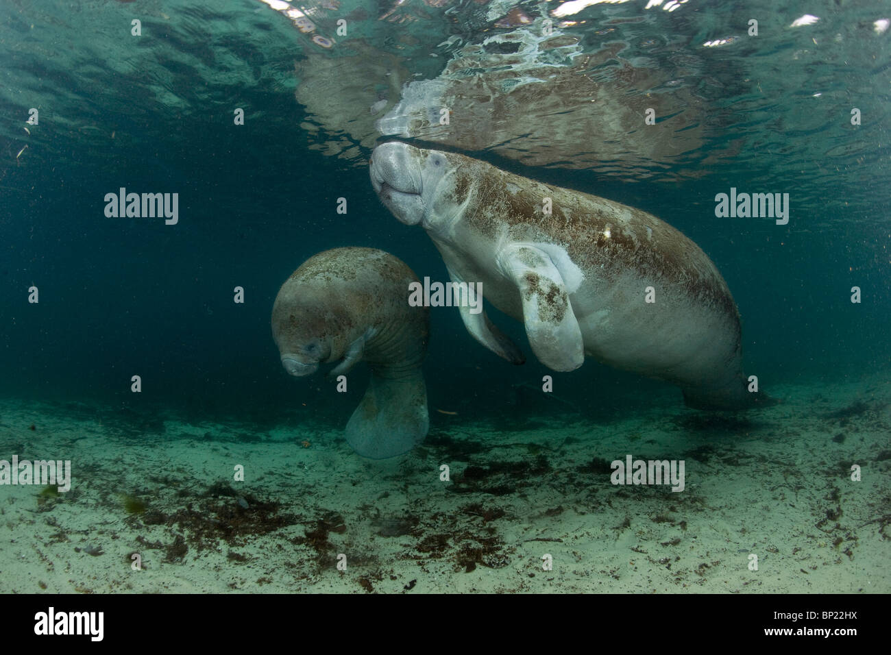 Seekuh, Mutter und Kalb, Trichechus Manatus Latriostris, Crystal River, Florida, USA Stockfoto