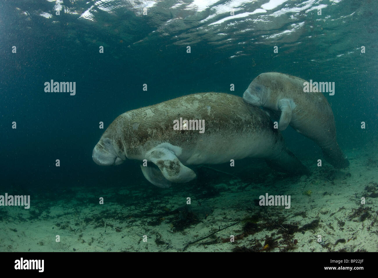 Seekuh, Mutter und Kalb, Trichechus Manatus Latriostris, Crystal River, Florida, USA Stockfoto