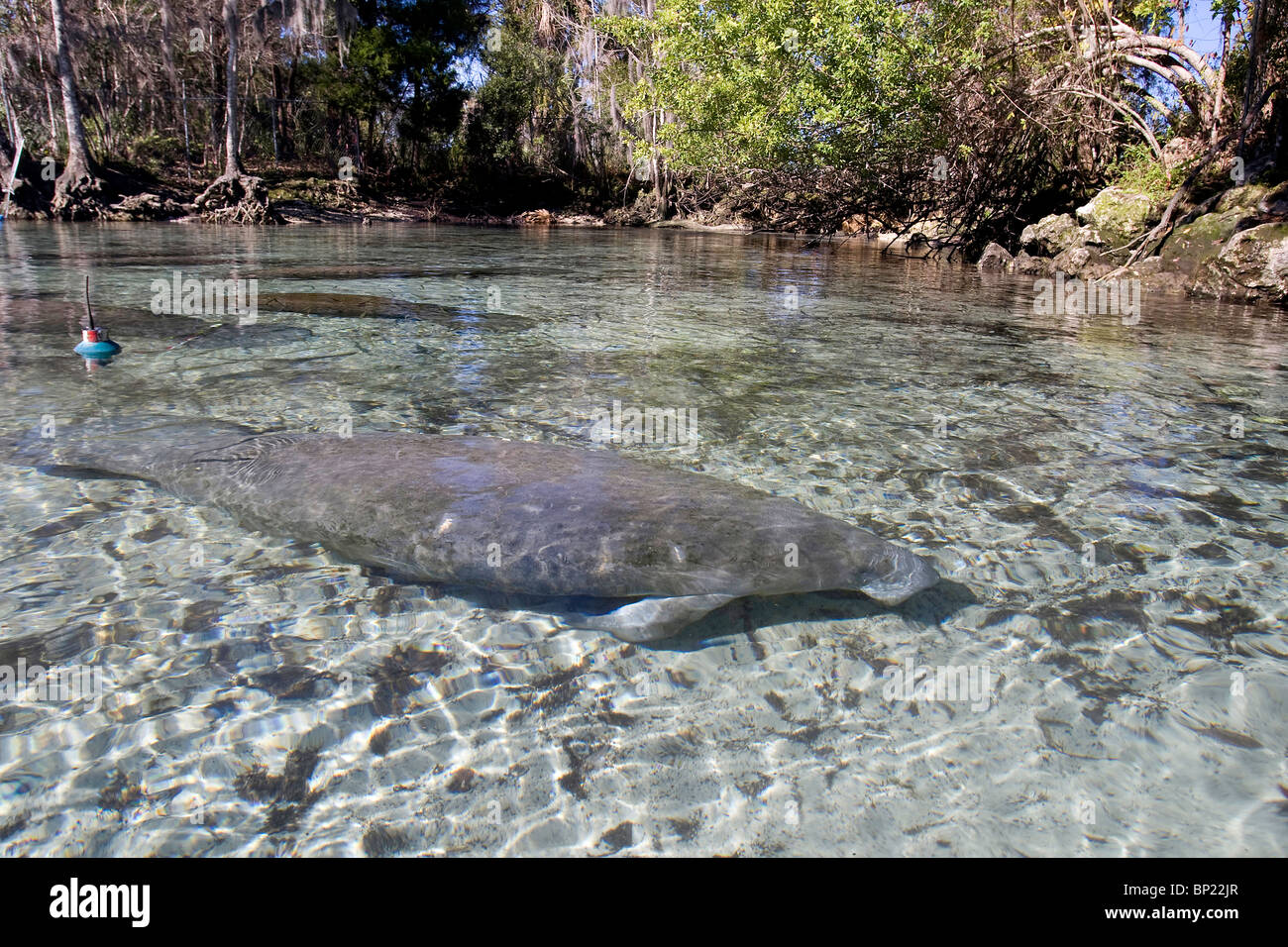 Manati, Trichechus Manatus Latriostris, Crystal River, Florida, USA Stockfoto