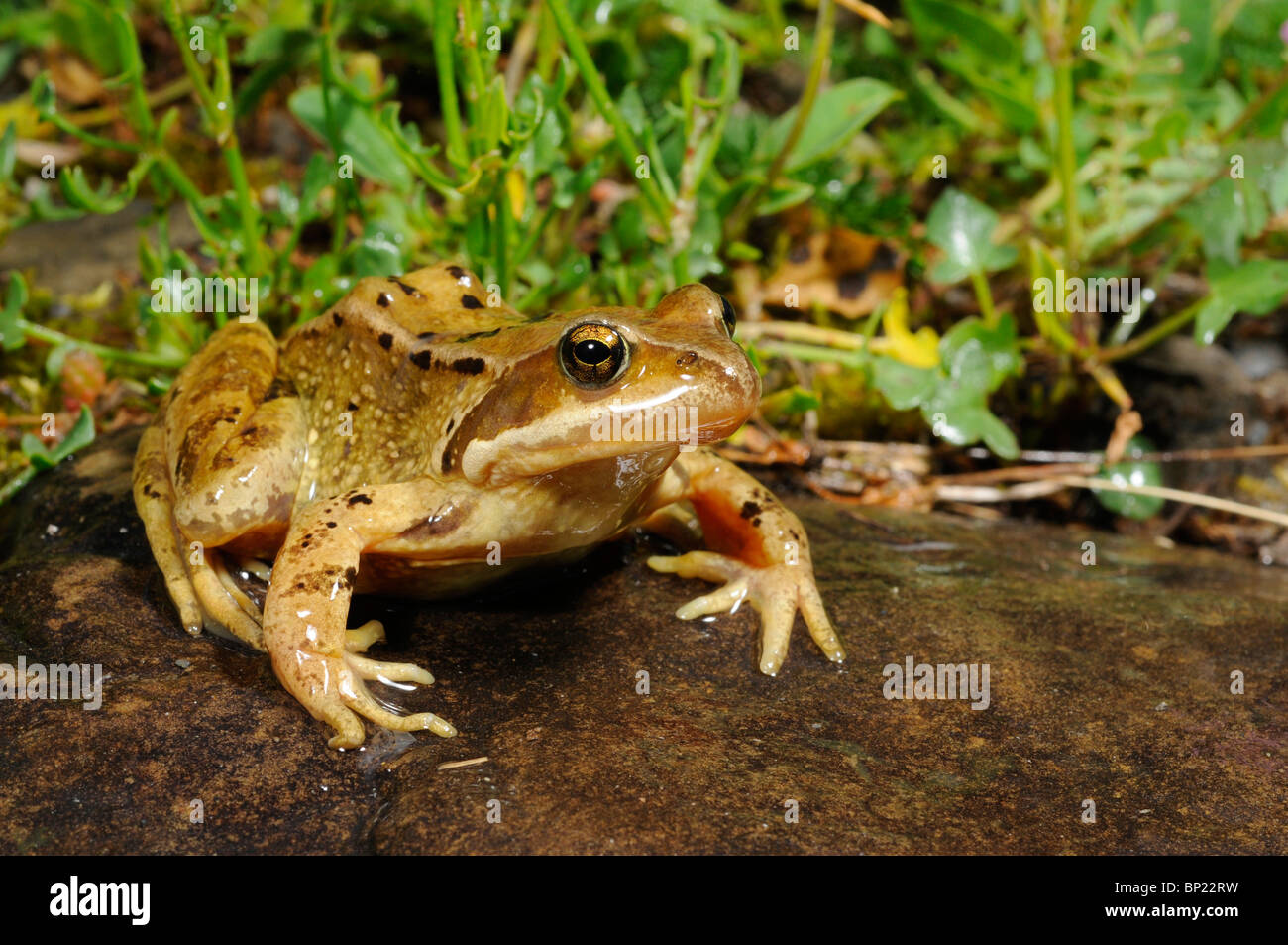 Grasfrosch, Grasfrosch (Rana Temporaria), sitzt auf einem Stein an einem Bach, Spanien, Pyrenäen, Nationalpark Ordesa, Valle de Pineta Stockfoto