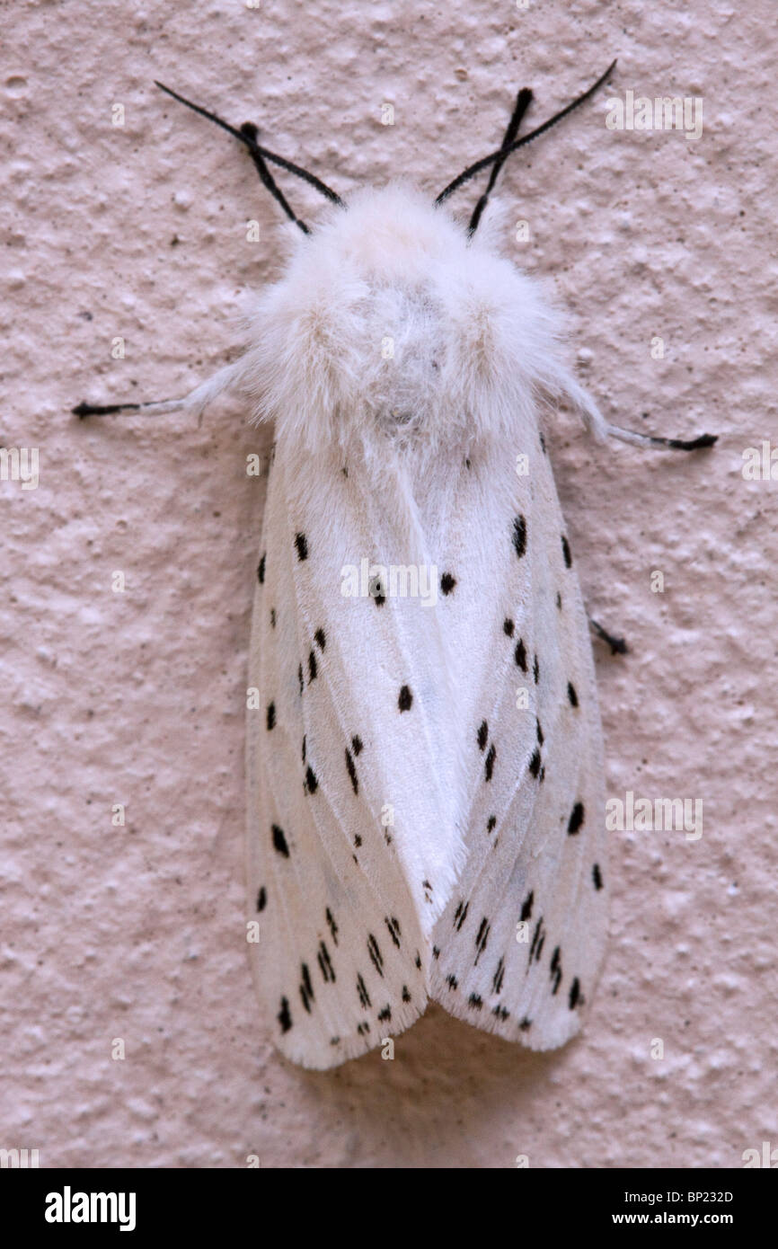 Ein Foto von einem weißen Hermelin Moth Stockfoto