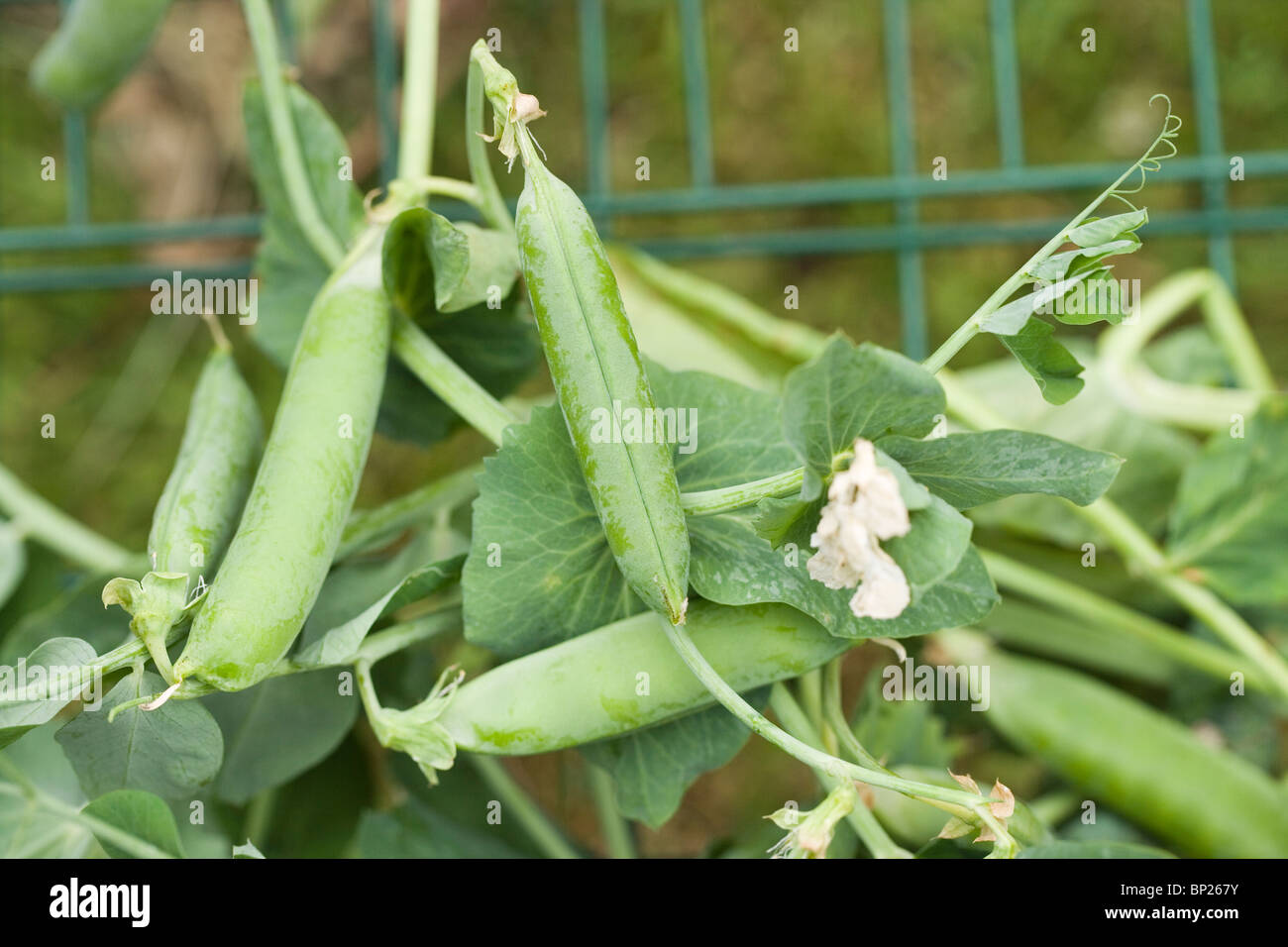 Feld-Erbsen (Pisum Sativum). Ernte in erntereifen Stadium der Entwicklung. Juni. Norfolk. U.K. Stockfoto