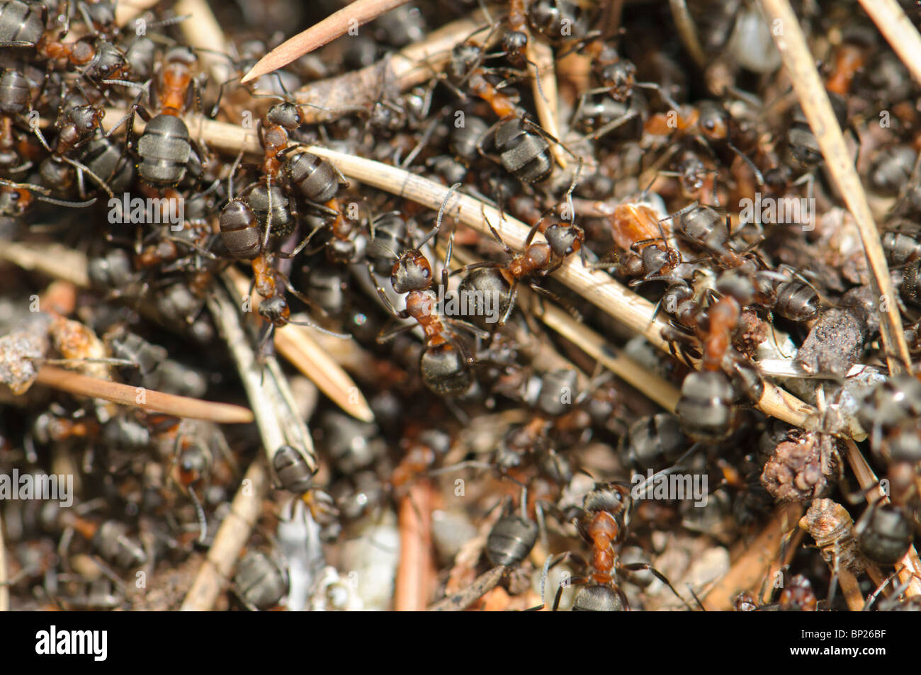 Ameisenhaufen von Formica Rufa, Pyrenäen, Spanien Stockfoto