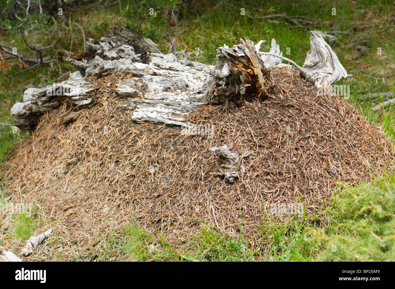Ameisenhaufen von Formica Rufa, Pyrenäen, Spanien Stockfoto