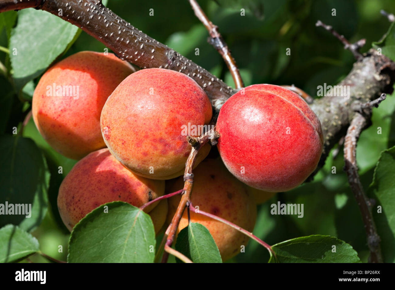 Frische reife Aprikosen auf Baum Stockfoto