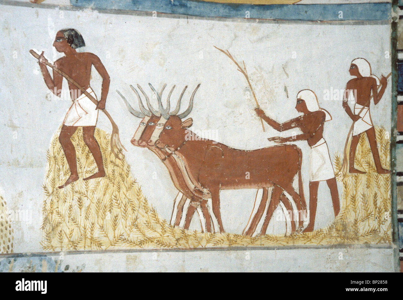 1843. TRESHING DEN WEIZEN MIT HILFE DER BULLS THEBEN, GRAB DES MENNA, THUTMOSIS IV. 1420 - 1411 Stockfoto