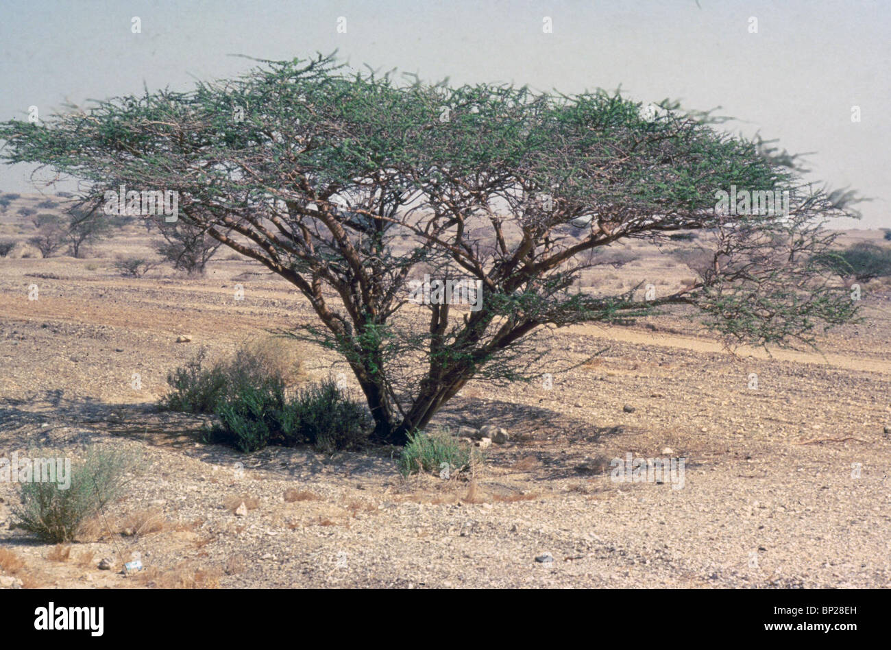 2134. ACACIA TREE IN THE ARAVAH "Und du sollst aufrechte Bilder für die Wohnung des ֺAcacia Holz machen" Exodus 26:15 Stockfoto