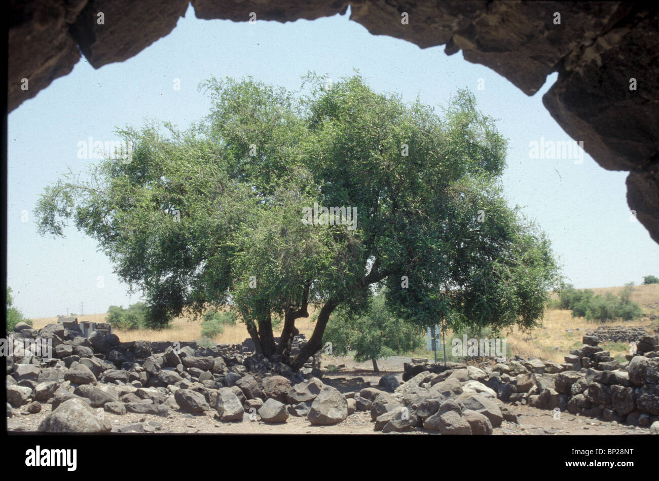 Baum Tamariske (TAMARIX) Abraham pflanzte einen Tamariske Baum in Bier-Shebah und fordert der Herr, der ewige Gott GENESIS 21:33 Stockfoto