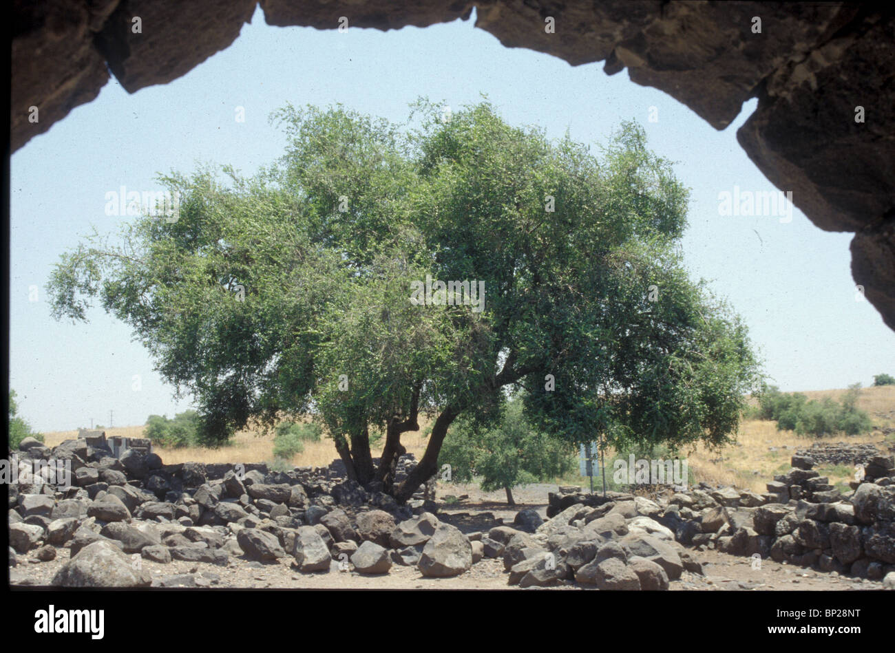 Baum gottes Fotos und Bildmaterial in hoher Auflösung Alamy
