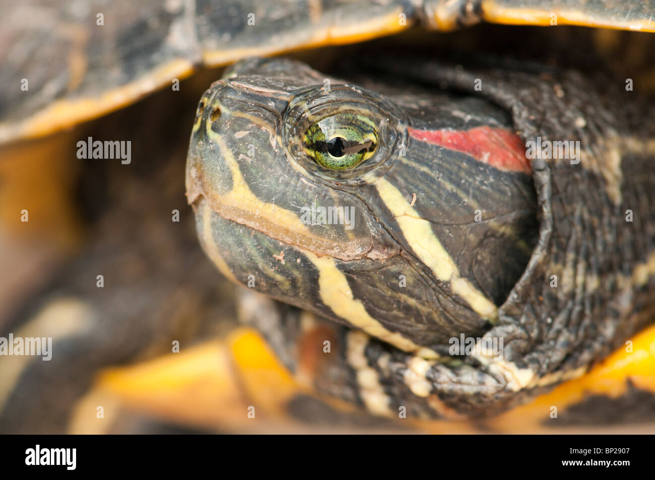 Porträt von Florida Schildkröte, invasive Arten in Südeuropa nach Veröffentlichung vieler Individuen in natürlicher Feuchtgebiete Stockfoto
