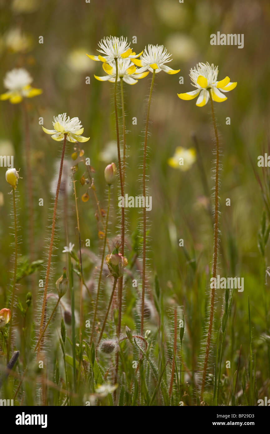 Creme Tassen, Platystemon Californicus - ein attraktives Mitglied der Familie Mohn. Kalifornien. Stockfoto