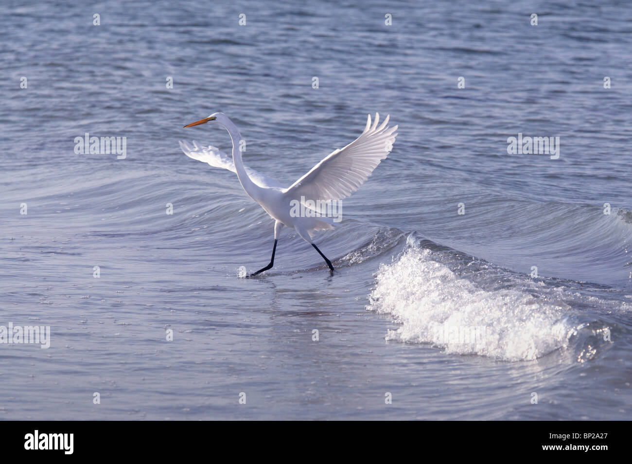Großer weißer Reiher im Flug Stockfoto