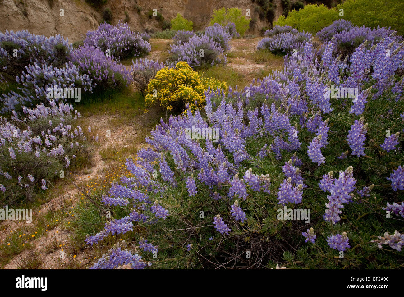 Baum-Lupinen Lupinus Albifrons und Narrowleaf Goldenbush, Haplopappus Linearifolius: Frühling Wildblumen in Gillies Canyon Stockfoto