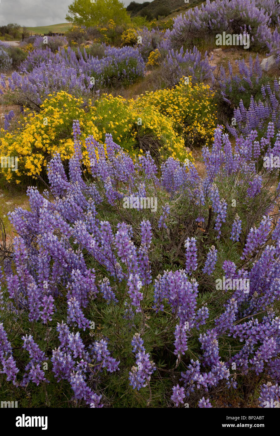 Baum-Lupinen Lupinus Albifrons und Narrowleaf Goldenbush, Haplopappus Linearifolius: Frühling Wildblumen in Gillies Canyon Stockfoto