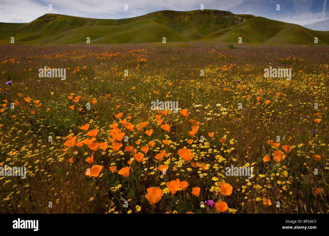 California Poppies, Goldfields und anderen Frühlingsblumen in Shell Creek in der Nähe von San Luis Obispo, Kalifornien S.. Stockfoto