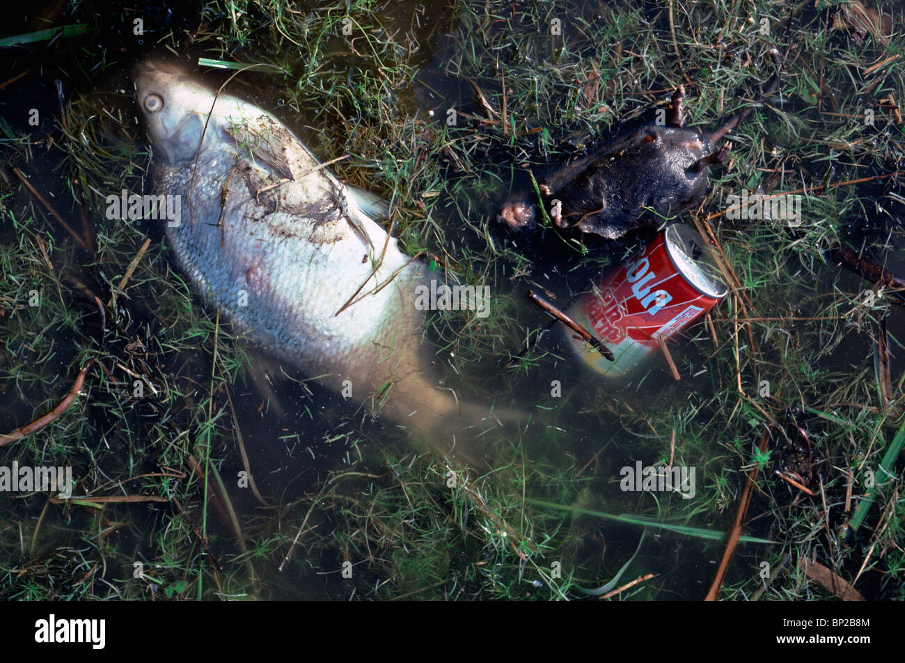 ein toter Fisch schwimmt in verschmutztem Wasser Stockfoto