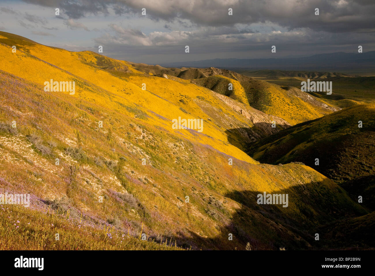 Spektakuläre Massen der Wildblumenwiese, vor allem Hang Daisy und Phacelia, an den Hängen des The Temblor Range, Carrizo Plain, USA Stockfoto
