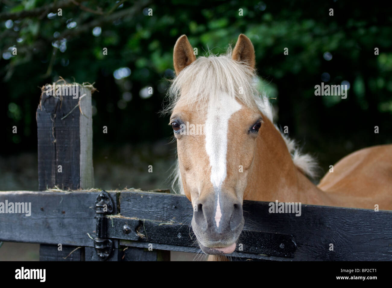 Penny Stockfoto