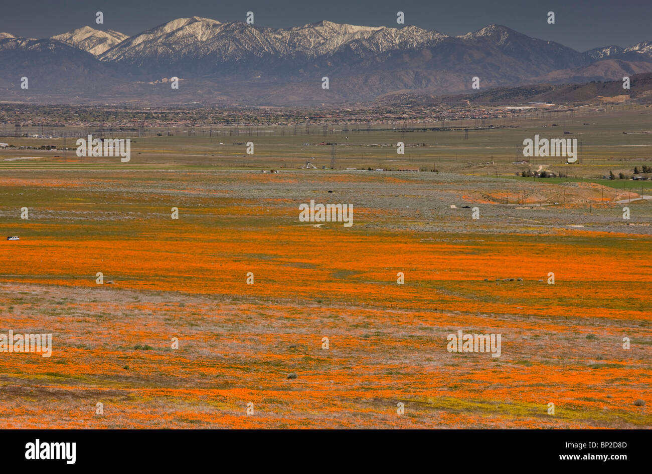 Massen der kalifornische Mohn im Antelope Valley, mit den San Gabriel Mountains hinaus; Süd-Kalifornien. Stockfoto