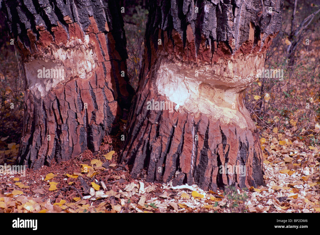 Beaver Bissspuren auf schwarz Baumstämmen Cottonwood (Populus Trichocarpa), BC, Britisch-Kolumbien, Kanada Stockfoto