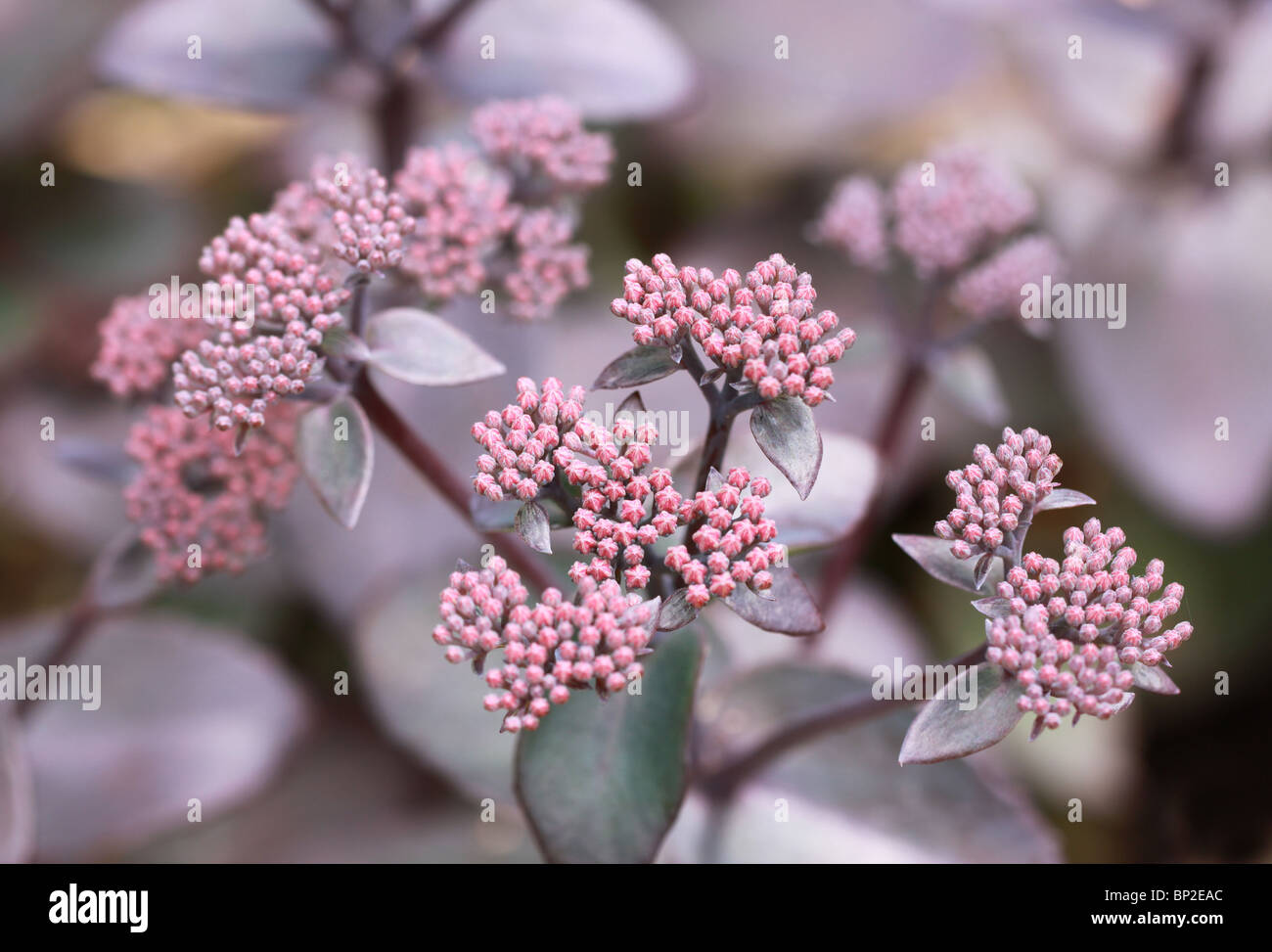 ein lila Sedum mit Blütenknospen Stockfoto