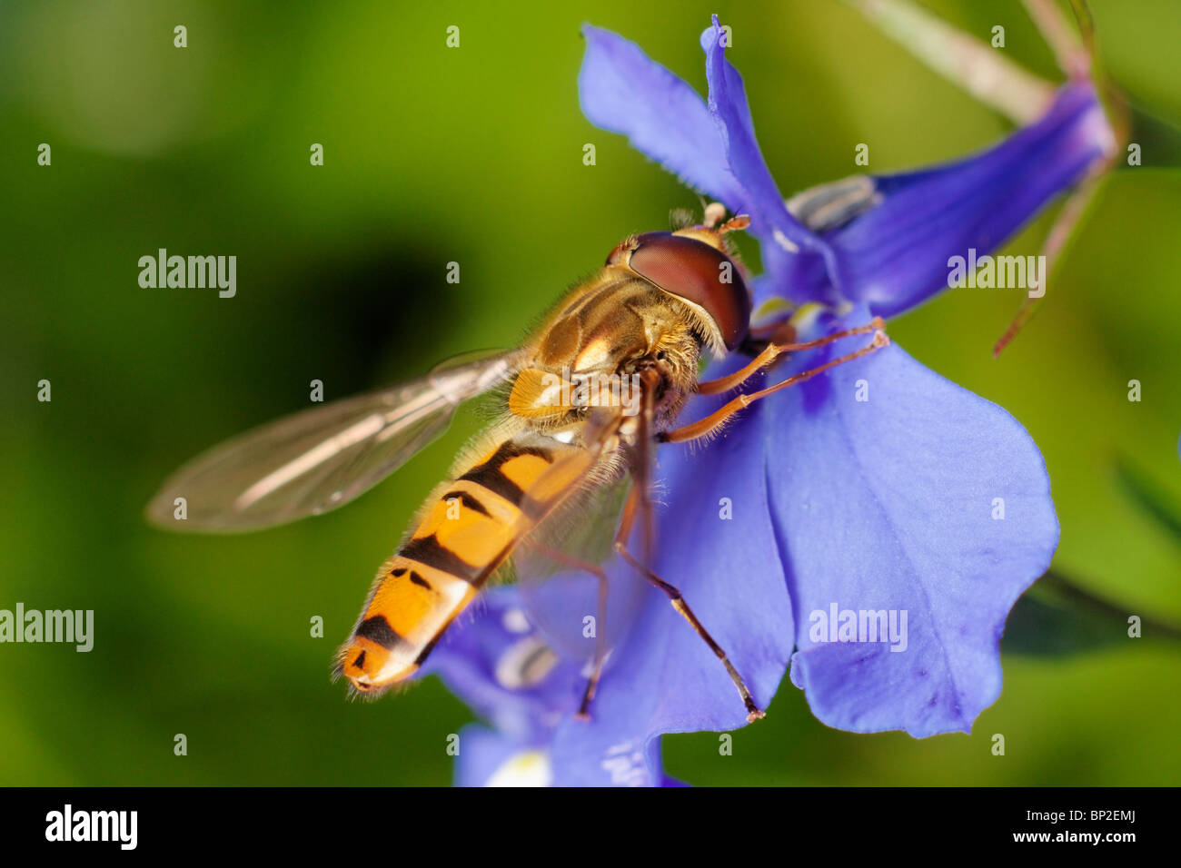 Männliche Episyrphus Balteatus, oder Marmelade Hoverfly Fütterung auf eine Lobelia-Blume. Stockfoto