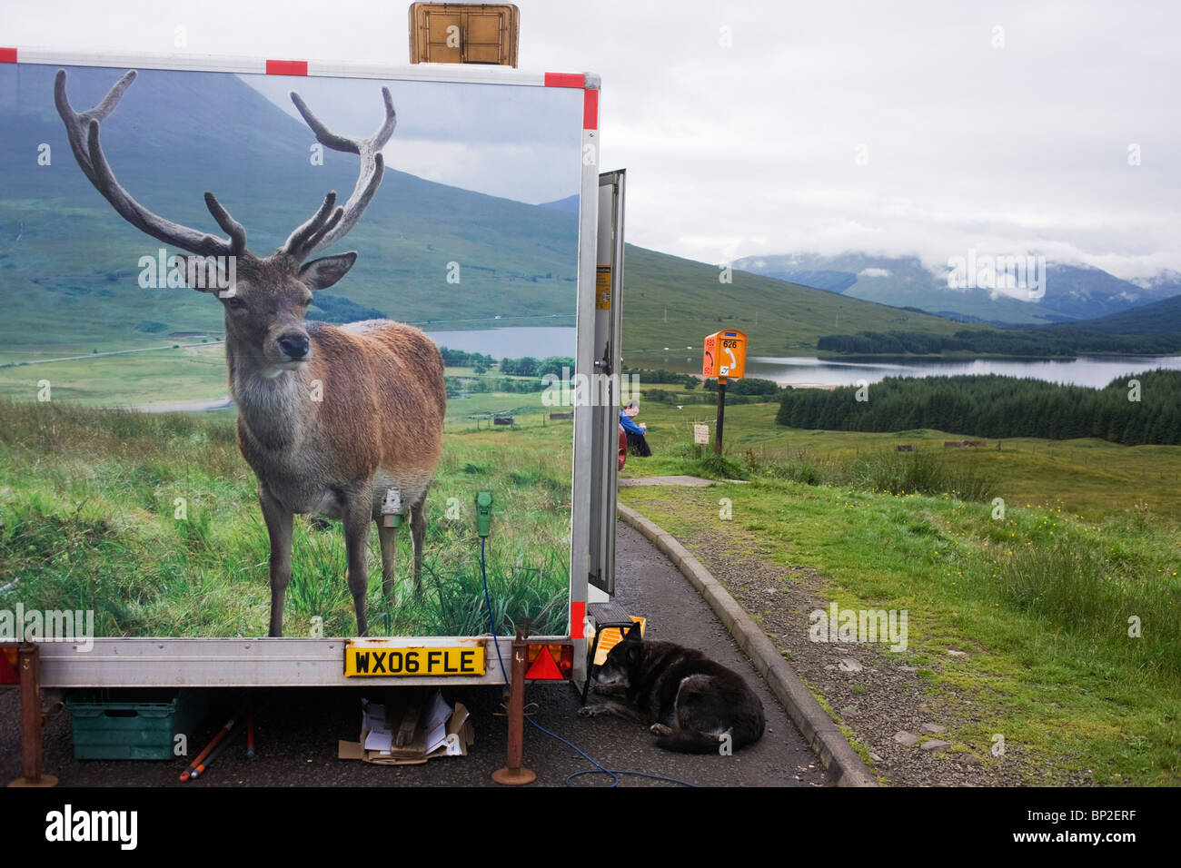 Bild des Hirsches einmal gespeist von Touristen und Café-Besitzer auf der A82 auf Rannoch Moor aber Schuss mit Luftgewehr juvenile Hogmanay Nachtschwärmer. Stockfoto
