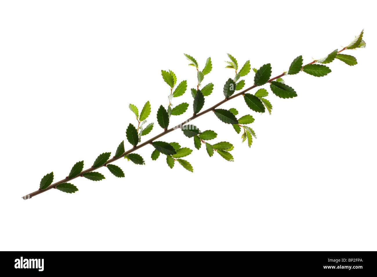 Blätter und Niederlassung von Japanische Eibe Stockfoto