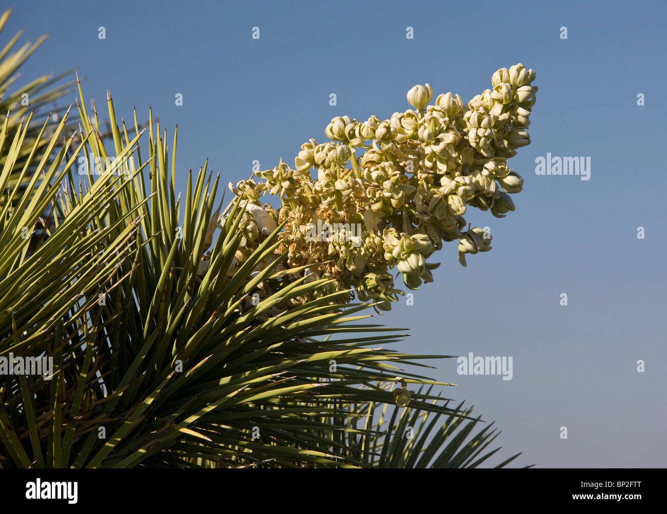 Joshua Tree, Yucca Brevifolia in Blüte; Mojave-Wüste. Stockfoto