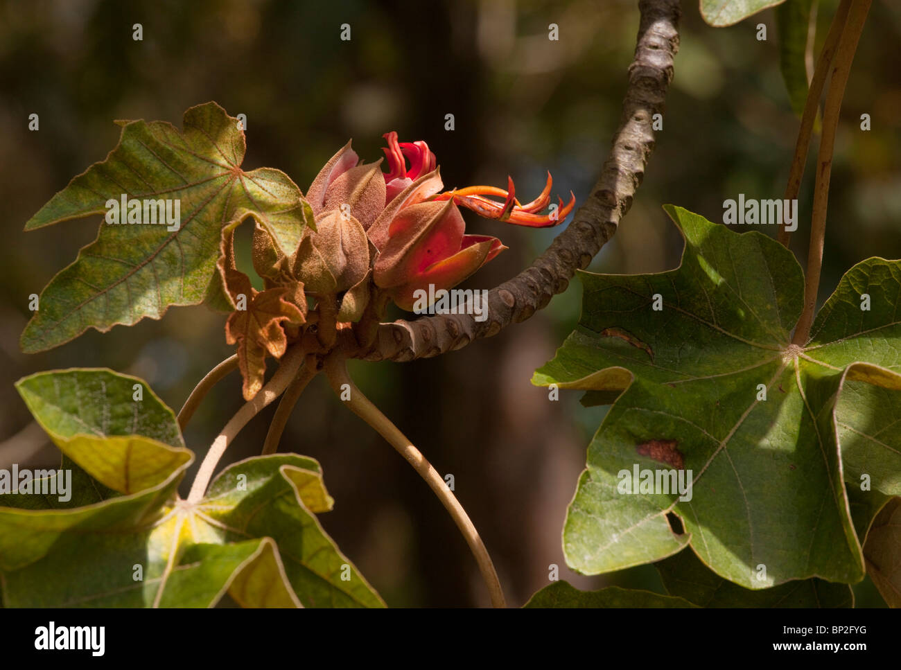 Mexikanische Hand Baum, (des Teufels Hand und monkey's Hand Baum) Chiranthodendron Pentadactylon; gefallenen Früchten. Aus Mexiko Stockfoto