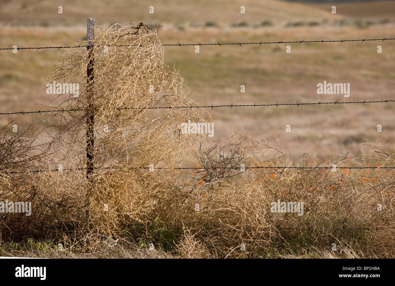 Tumbleweed Salsola Tragus gefangen auf Zaun, Südkalifornien. Stockfoto