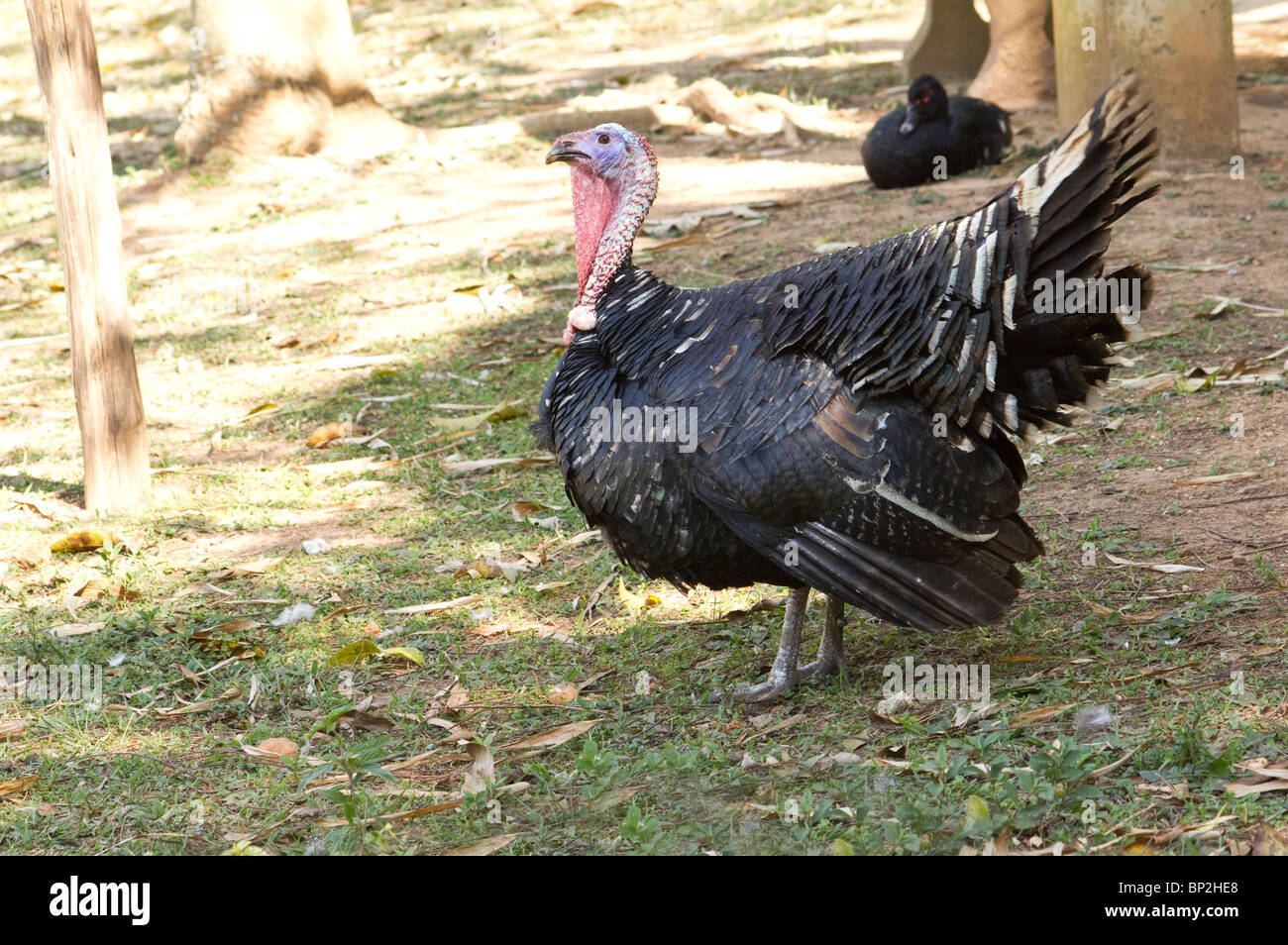 Türkei-Vogel auf einem Bauernhof Stockfoto