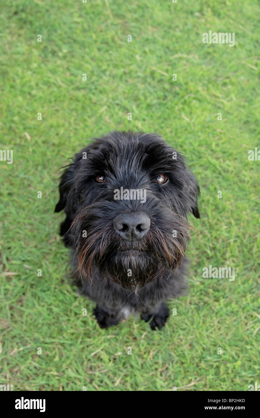 einem niedlichen schwarzen Scottish Terrier sitzen in der Wiese Stockfoto