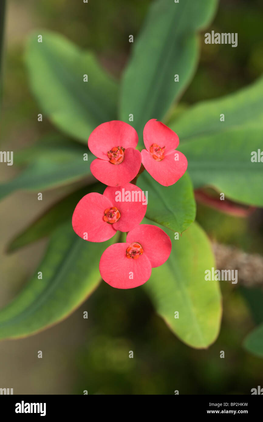 Coronne des Epines Euphorbia Milii Var splendens Stockfoto