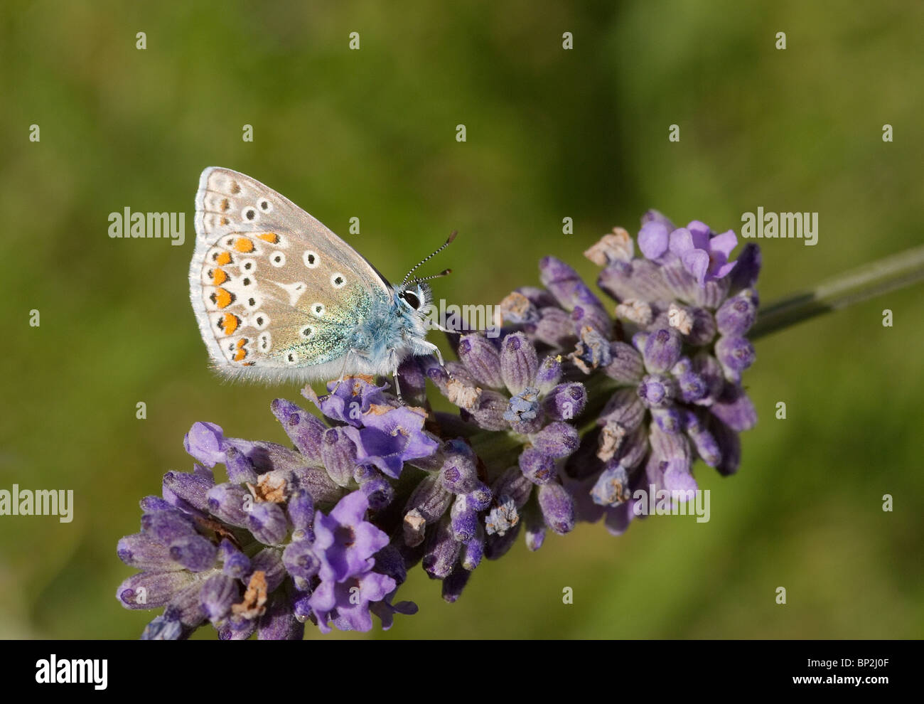 Gemeinsamen Blue Butterfly, Polyommatus Icarus fotografiert Fütterung auf Lavendel Stockfoto