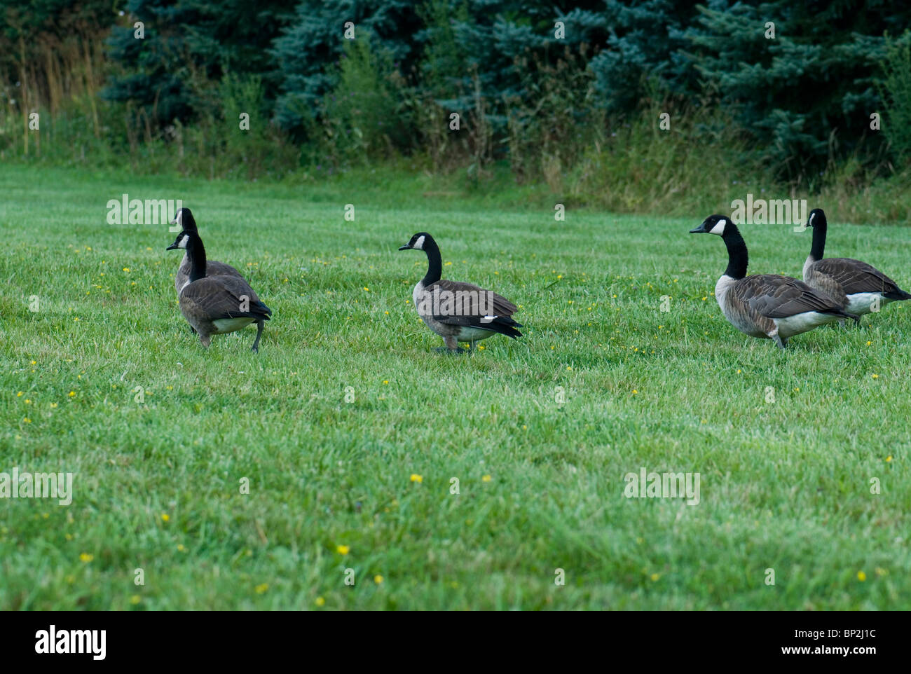 Kanadische Gänse nur landete in einer Wiese auf ihren Weg nach Norden. Stockfoto