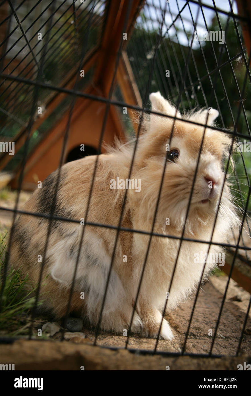 Inländische Kaninchen alleinstehende Erwachsene in ein geführtes UK Stockfoto