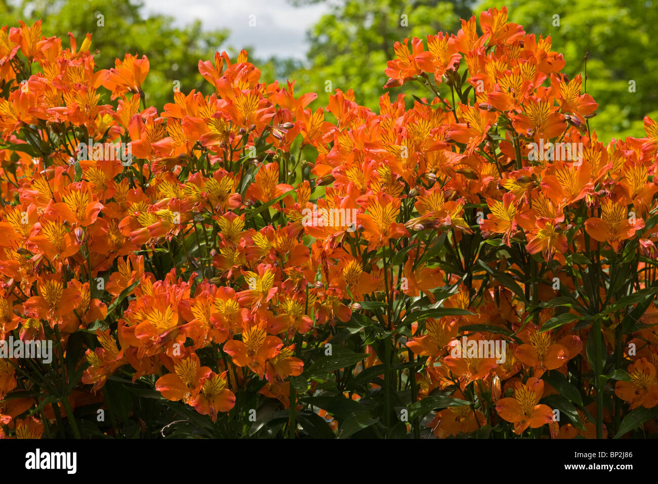 Alstroemeria Peruanische Lilie Flammende Sterne Amaryllisgewächse Stockfoto