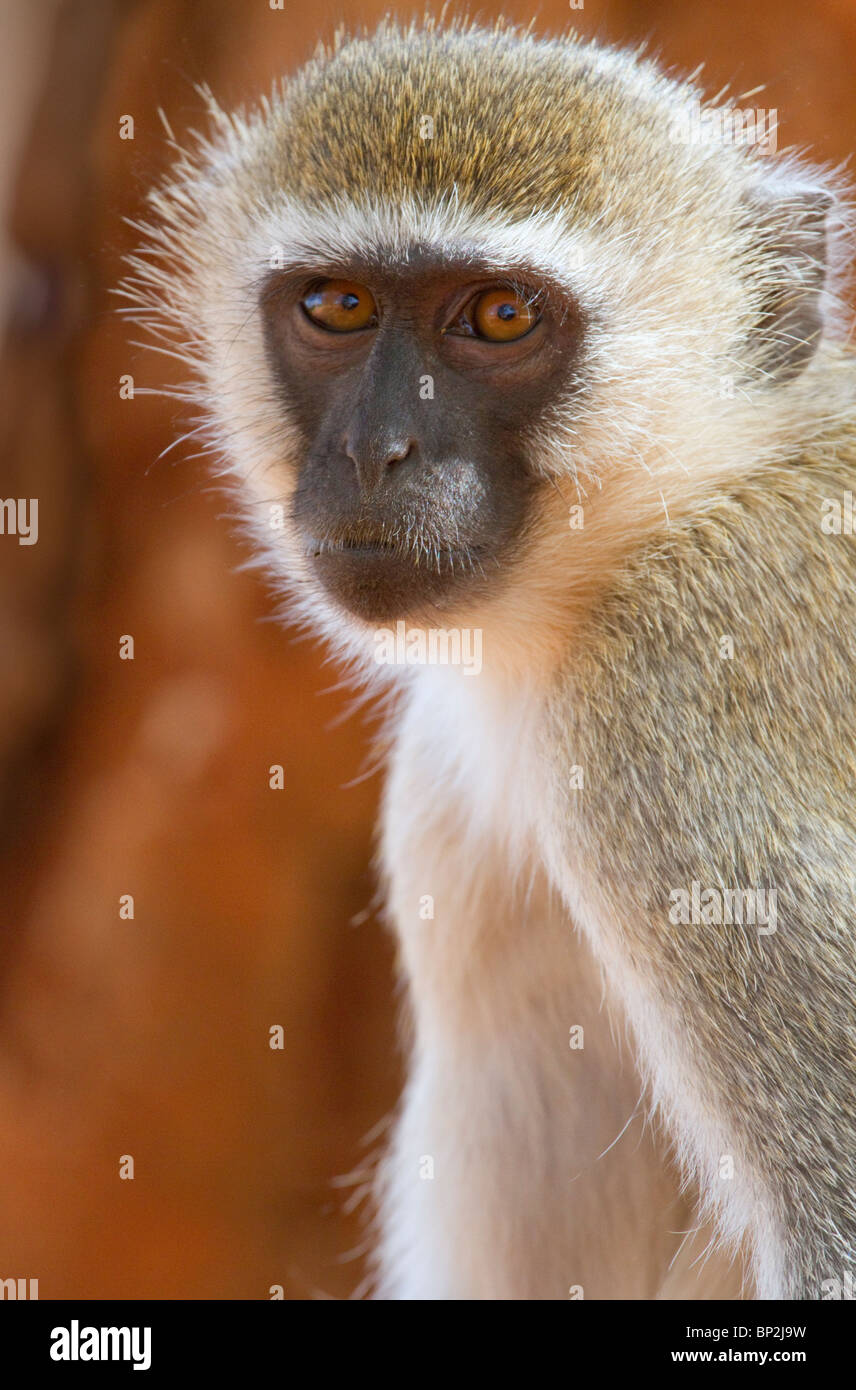 vervet-Affenporträt (Chlorocebus, Pygerythrus), Tsavo East National Park, Kenia. Stockfoto