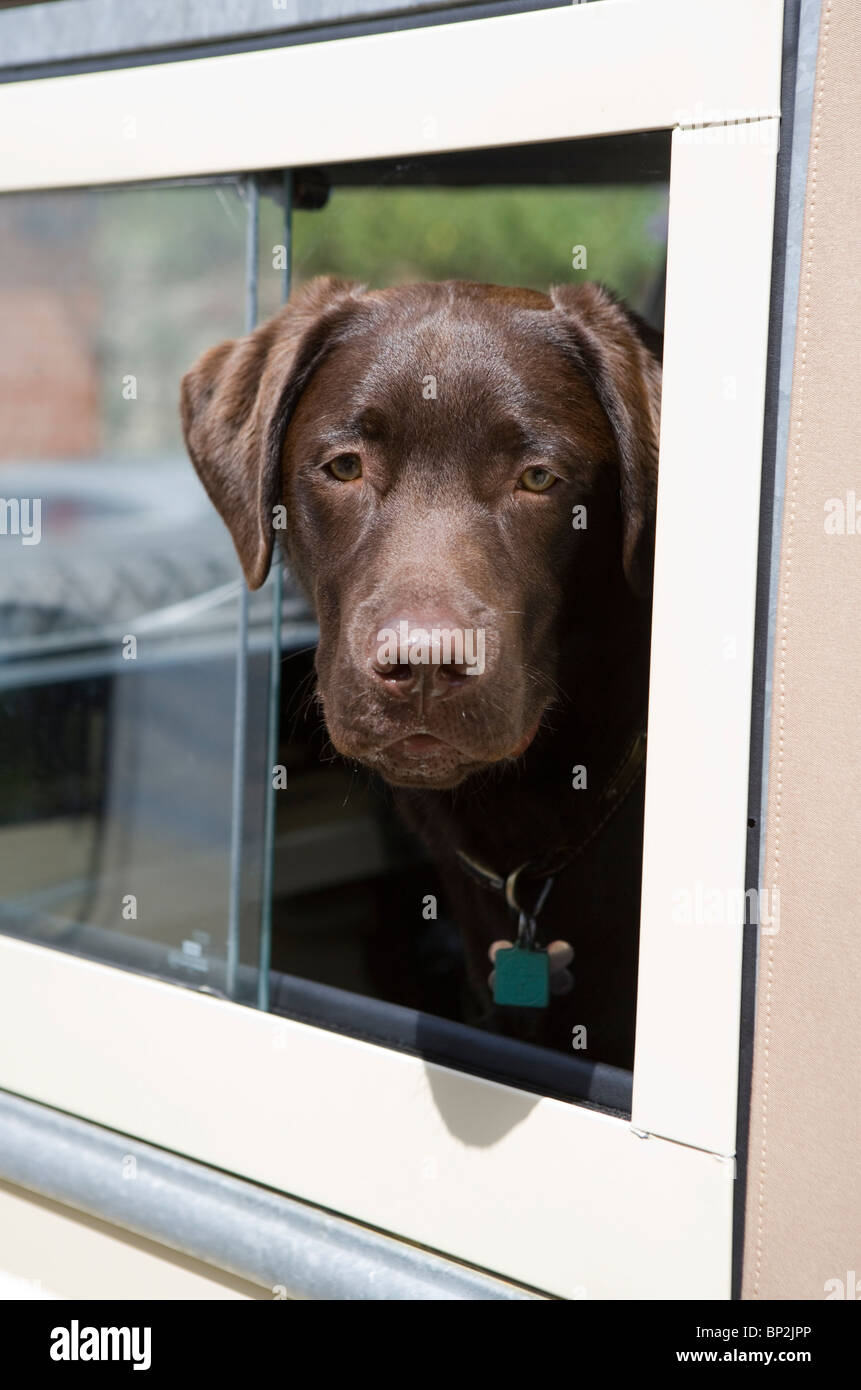 Einzigen Labrador Retriever Welpen in Landrover Auto UK Stockfoto