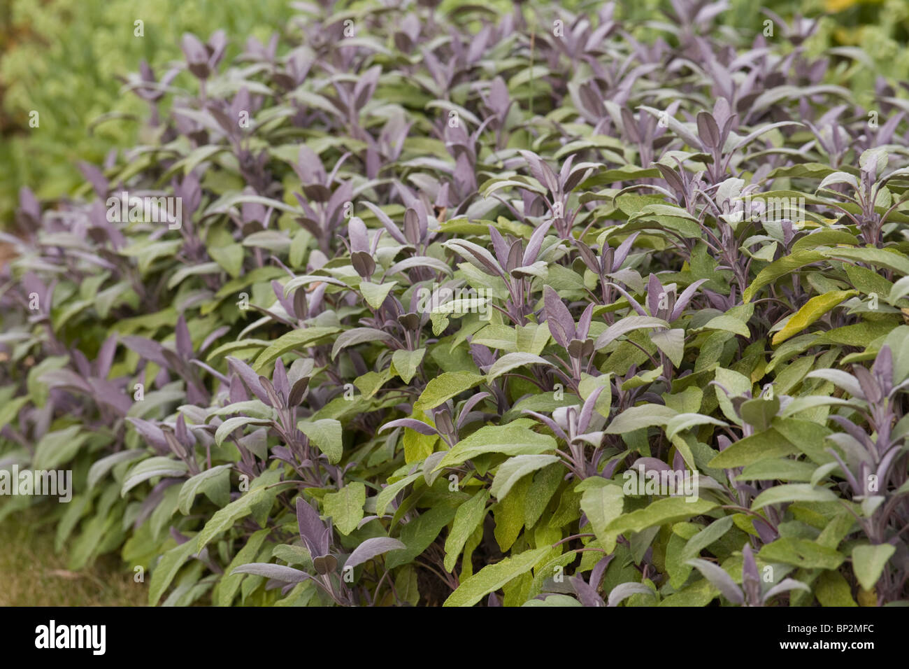 Lila Salbei (Salvia Officinalis Purpurascens) Kraut Stockfoto