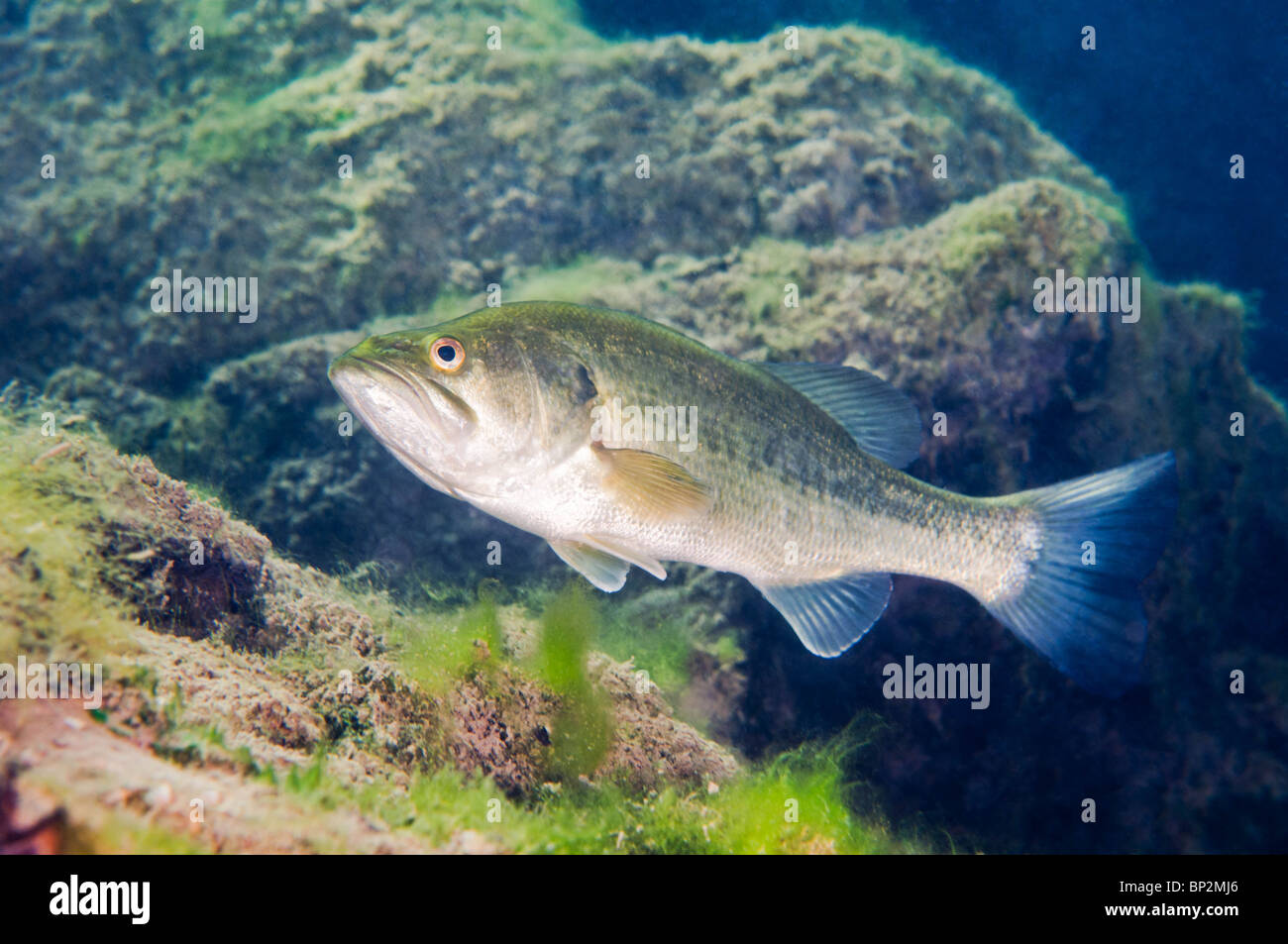 Ein Forellenbarsch Süßwasserfisch Patrouillen der Unterseite von einem Steinbruch im südlichen Ontario, Kanada. Stockfoto