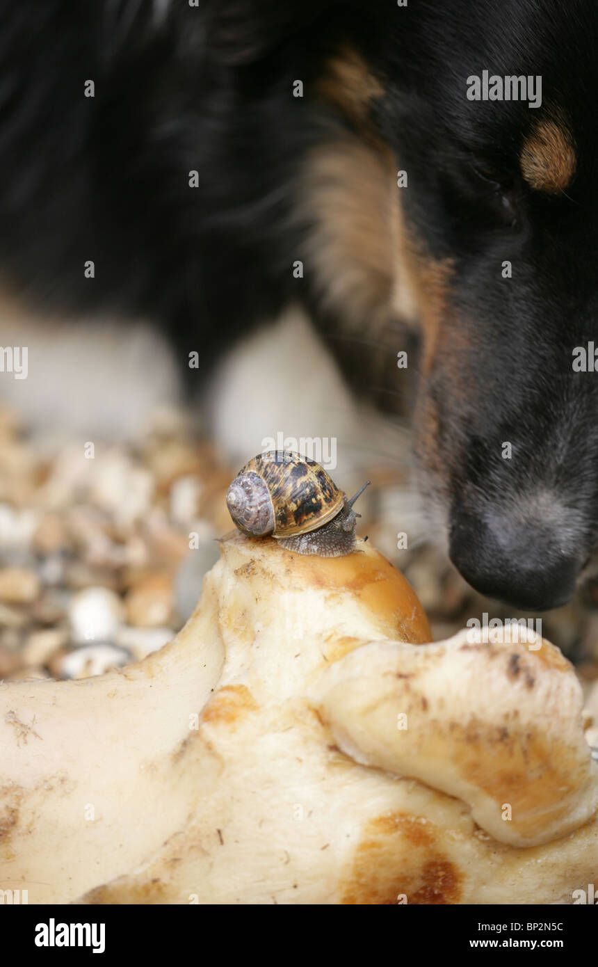 Gemeinsamer Garten Schnecke Helix Aspersa Alleinstehenden auf Hundeknochen UK Stockfoto