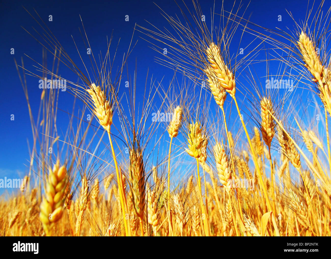 Weizen Feld Landschaft Closeup auf Roggen über blauen Himmel Stockfoto