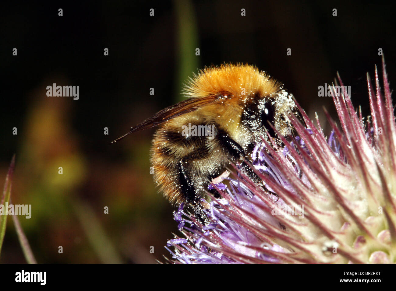 Bombus Pratorum Bumblebee Familie Apidae Stockfoto