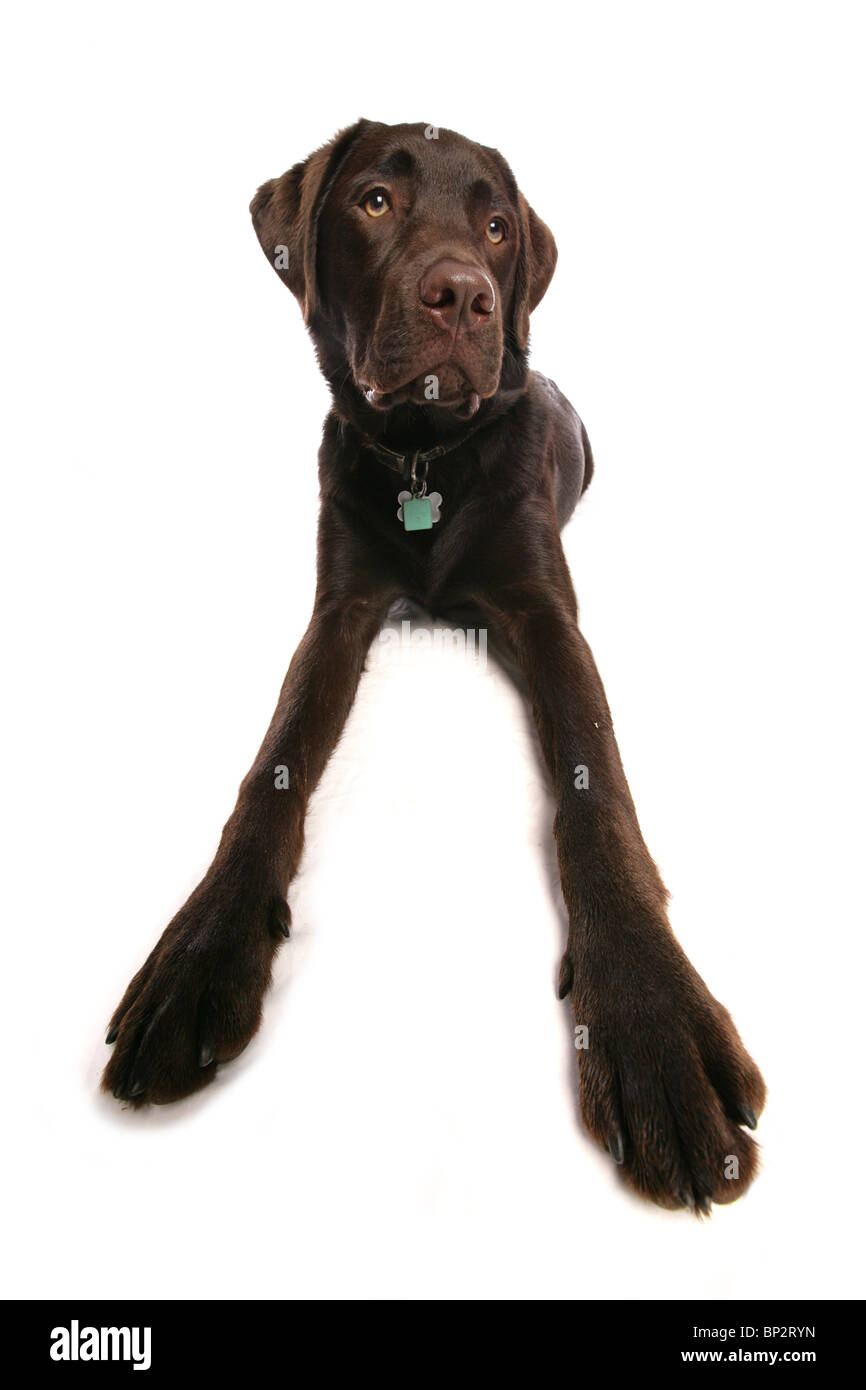 Einzigen Labrador Retriever Welpe liegend Weitwinkel Studio, UK Stockfoto